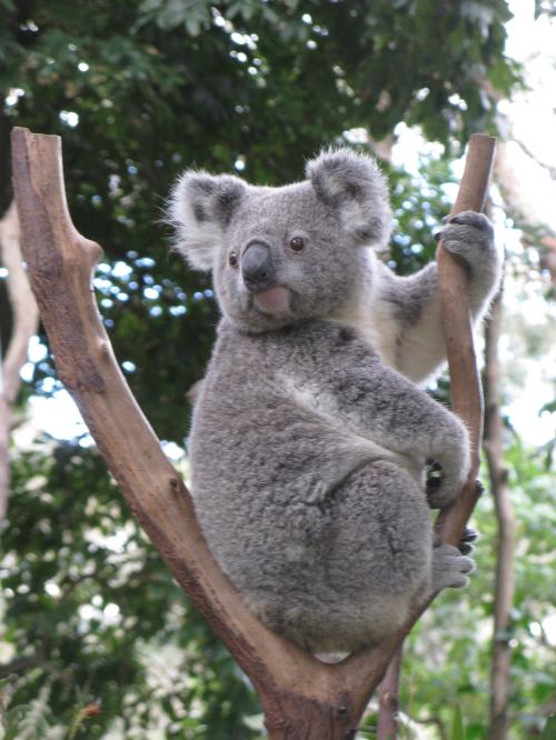 Australian Koala Bear .