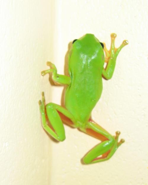 The Green Tree Frog often seen in Queensland.