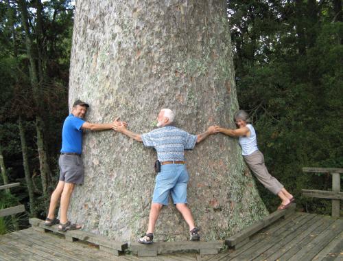 Caught in the act hugging a Z.N. Kauri. 